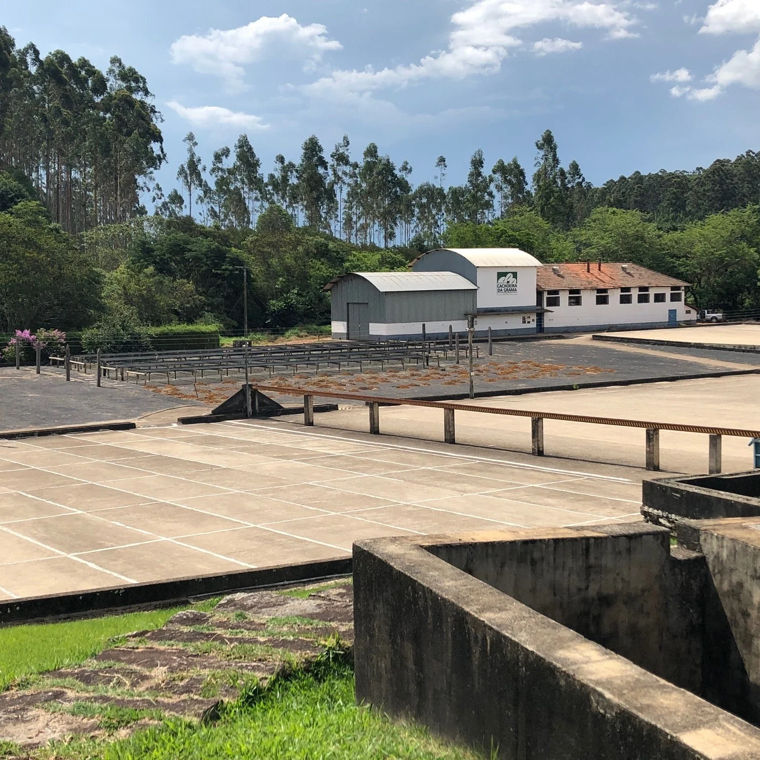 Brazil: Cachoeira da Grama, Yellow Bourbon, Natural - Image 3