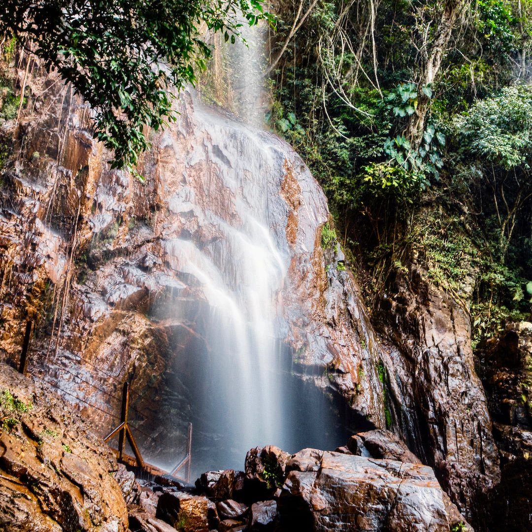 Brazil: Cachoeira da Grama, Yellow Bourbon, Natural - Image 5