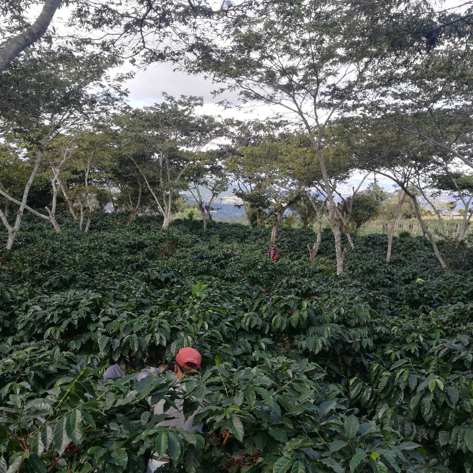 Guatemala: El Limon, Pacamara, Natural - Image 6