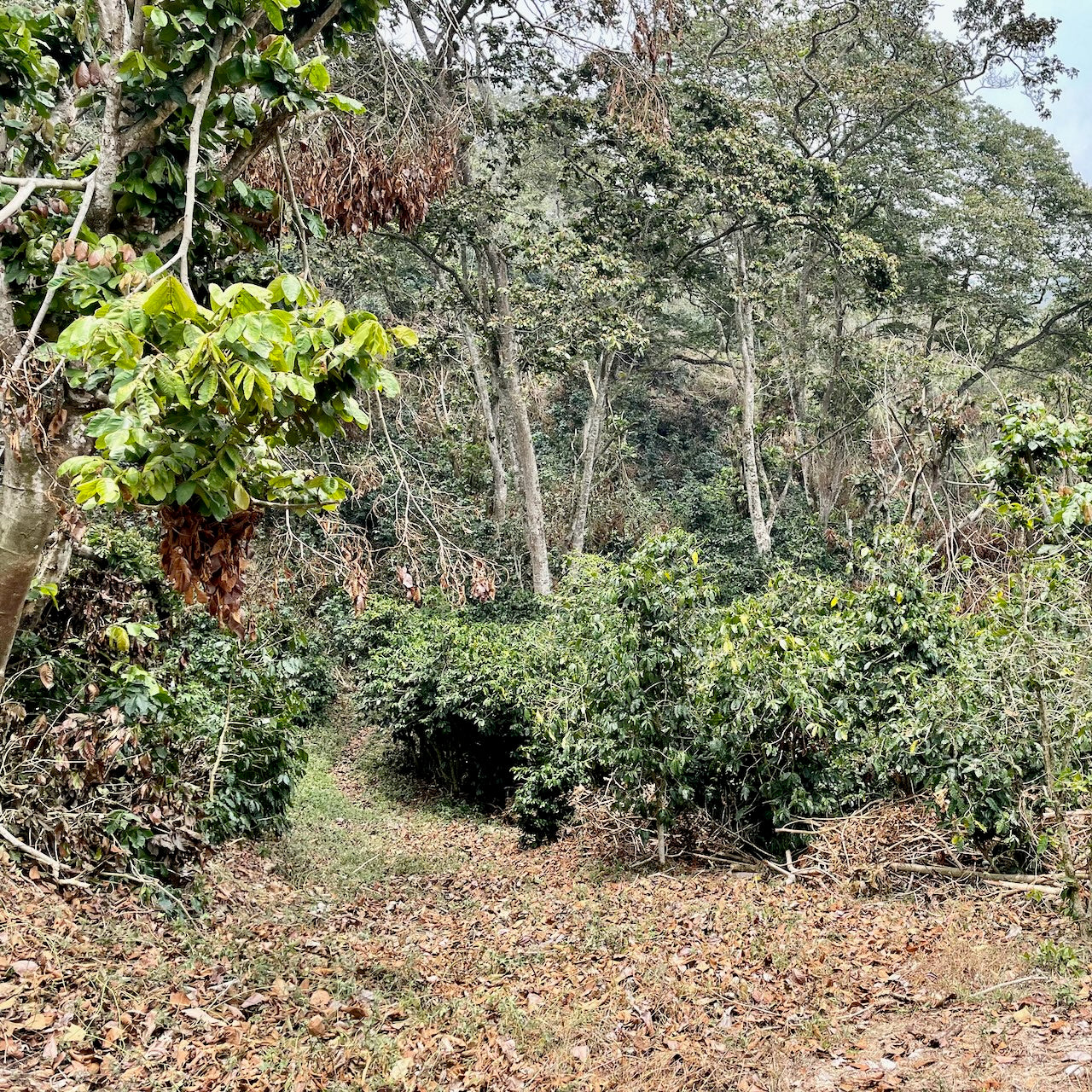 Honduras: La Alondra - January Pickings - Image 5