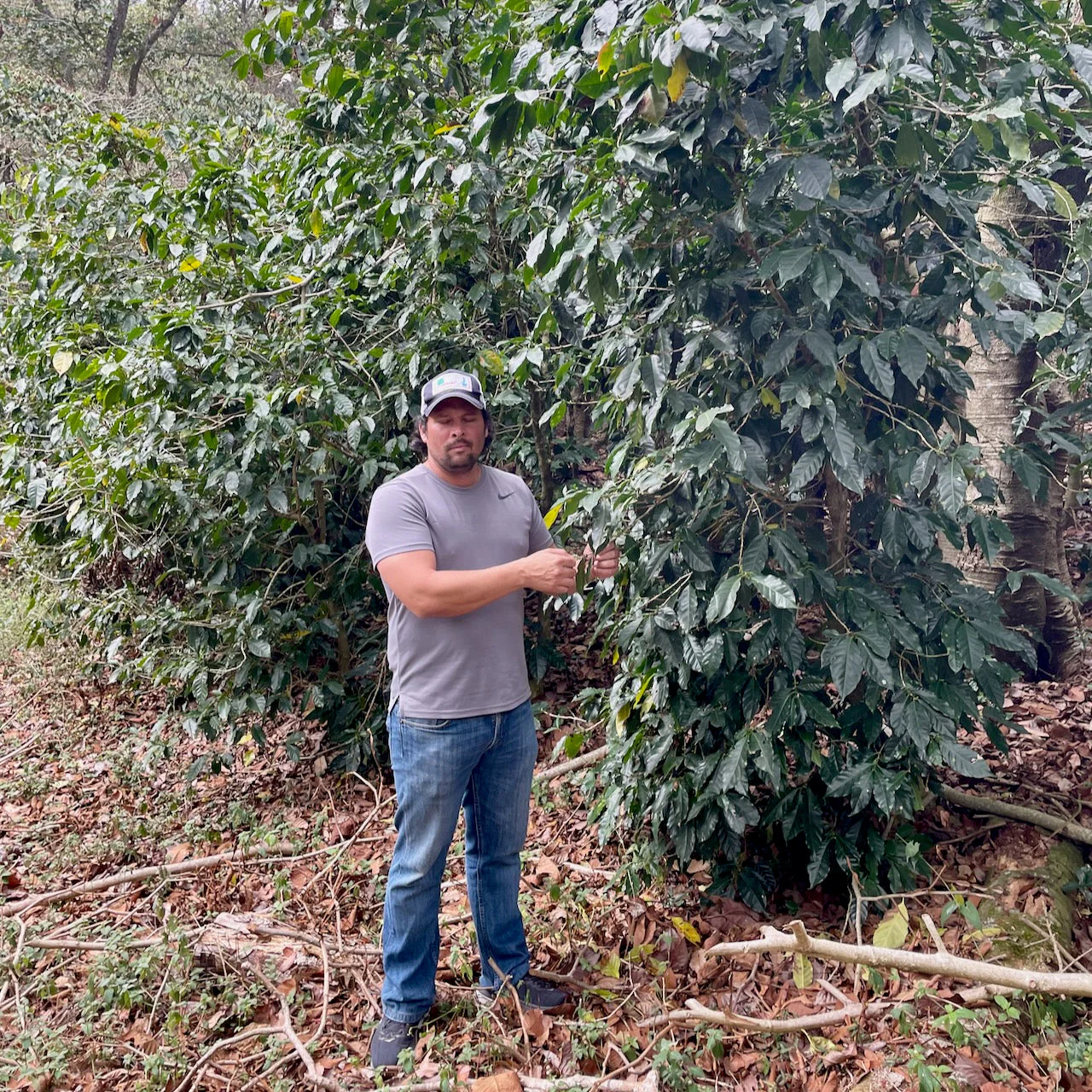 Honduras: La Alondra - January Pickings - Image 4