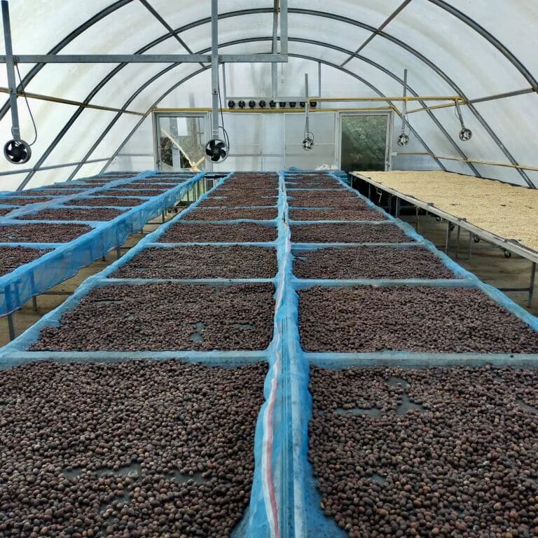 Thailand: Mae Chedi, Anaerobic Natural - Image 2